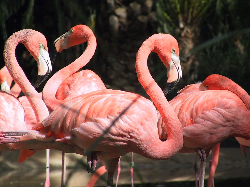 Alimentação do Flamingo: O que Eles Comem?