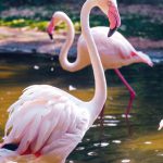 Flamingos