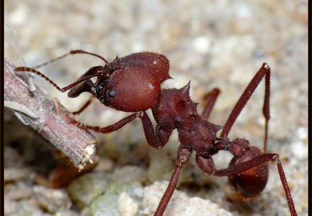 Formiga Sauva Limão: Características, Nome Científico, Fotos e Tamanho
