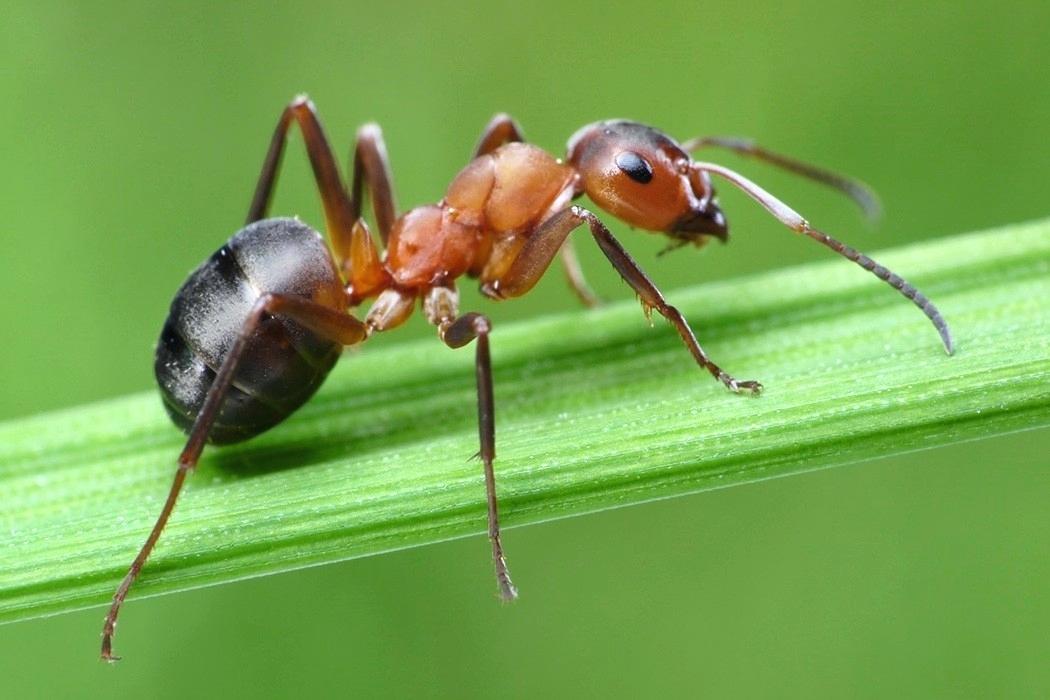 Existe Formiga que Voa? Por que as Formigas Perdem as Asas?