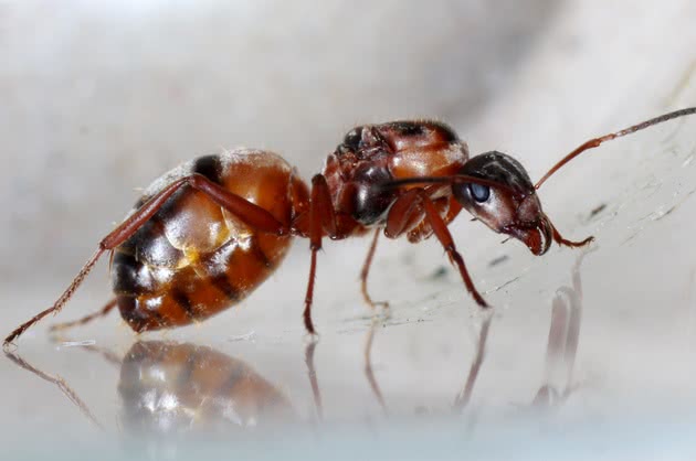 Qual é a Função da Formiga na Natureza e no Meio Ambiente?