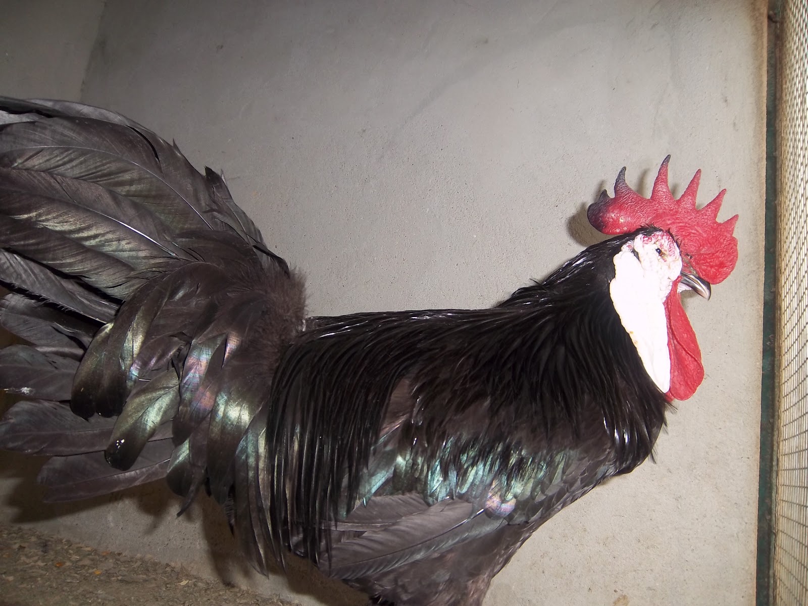Galinha Espanhola Cara Branca: Características, Ovos e Fotos