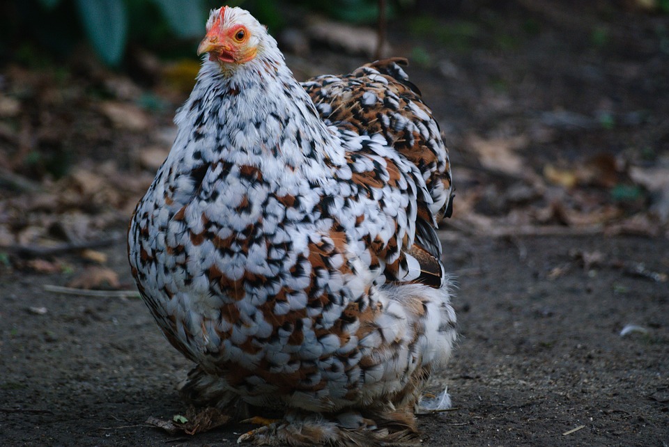 Galinha Pekin Chicken: Características, Ovos, Como criar e Fotos