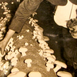 Foto Antiga de um Homem Colhendo Cogumelo