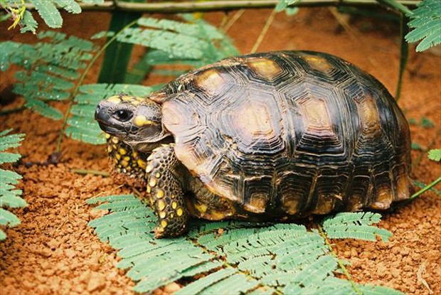 Por Que as Tartarugas Vivem Tanto? Longevidade das Tartarugas