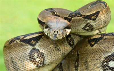 Cobra Boa Constrictor Occidentalis: Características e Fotos