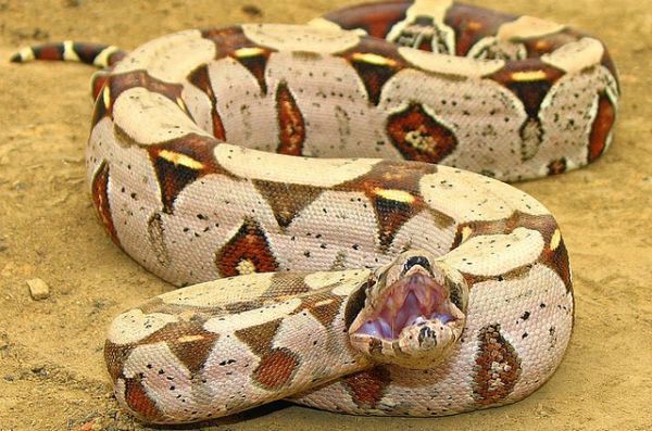 Jibóia Constritora: Características, Nome Cientifico, Habitat e Fotos