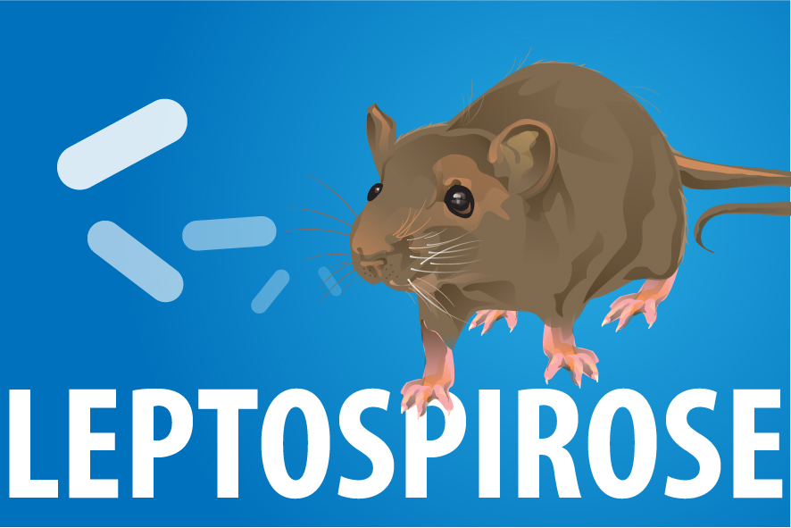 Todo Rato Tem Leptospirose? Qual o Risco Dele Transmitir?