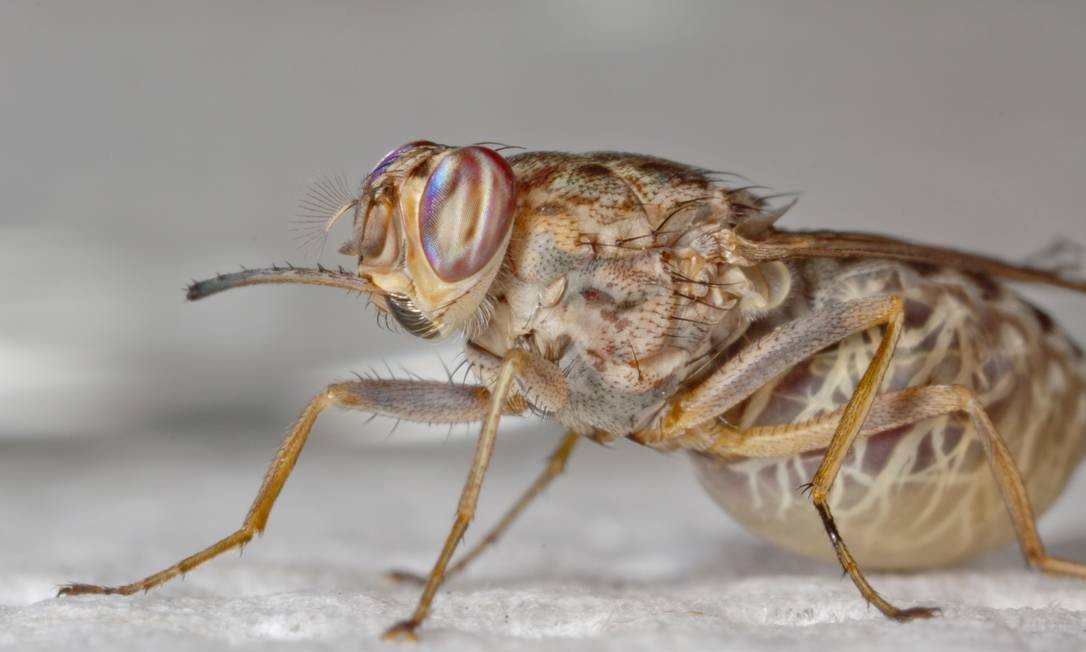 Tipos e Espécies de Moscas Perigosas ou Nocivas ao Ser Humano