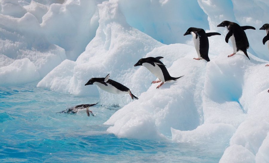 Habitat do Pinguim: Onde Eles Vivem?
