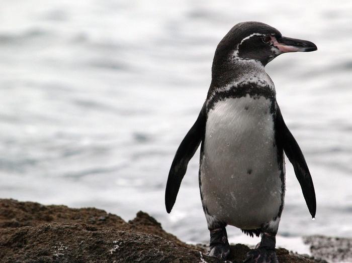 Pinguim das Galápagos: Características, Nome Científico e Fotos