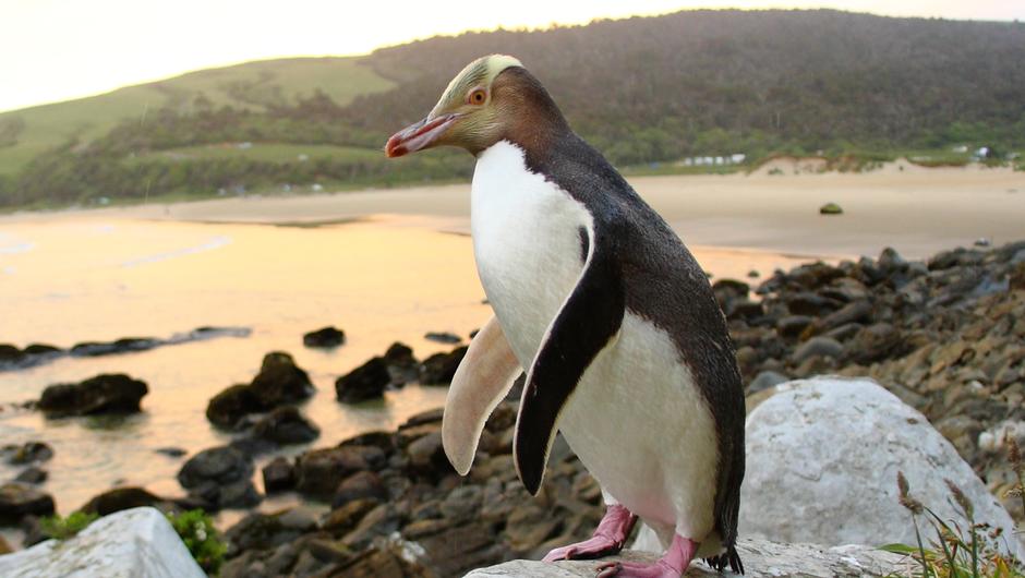 Pinguim de Ridgen: Características, Nome Científico e Fotos