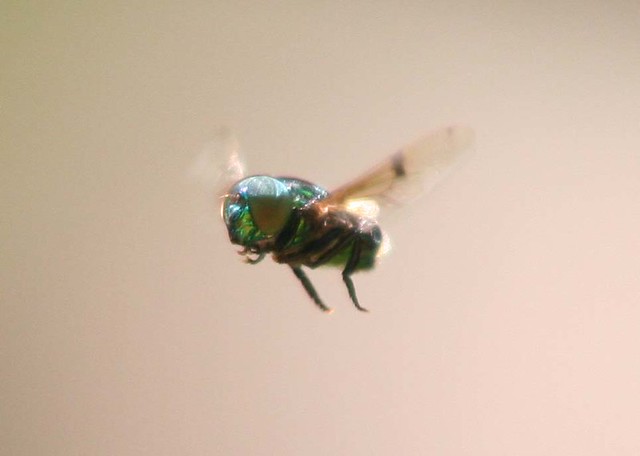 Qual a Altura Que a Mosca Voa? Qual a Altura Maxima Ela Chega?