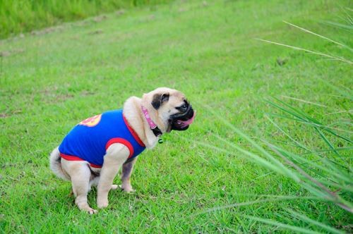 Quantas Vezes Um Filhote de Cachorro Defeca Por Dia?