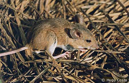 Rato do Campo: Características, Tamanho, Nome Científico e Fotos