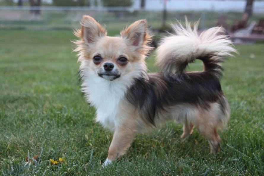 Raça Chihuahua de Pelo Longo: Características, Origem e Fotos 