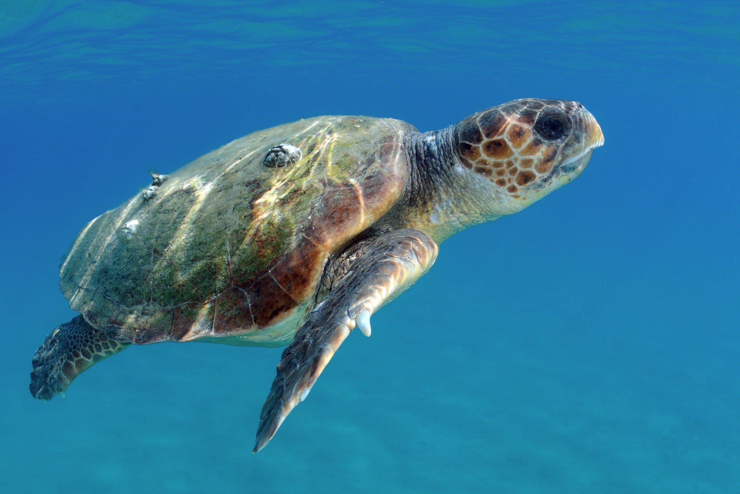 Habitat das Tartarugas: Onde Elas Vivem?