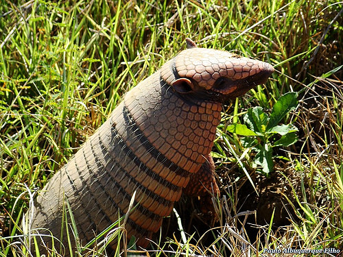 Habitat do Tatu: Onde Eles Vivem?