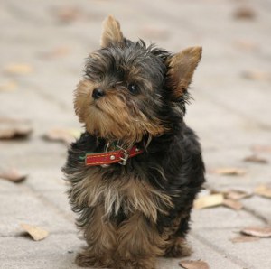 Tudo Sobre o Yorkshire Terrier: Características e Fotos