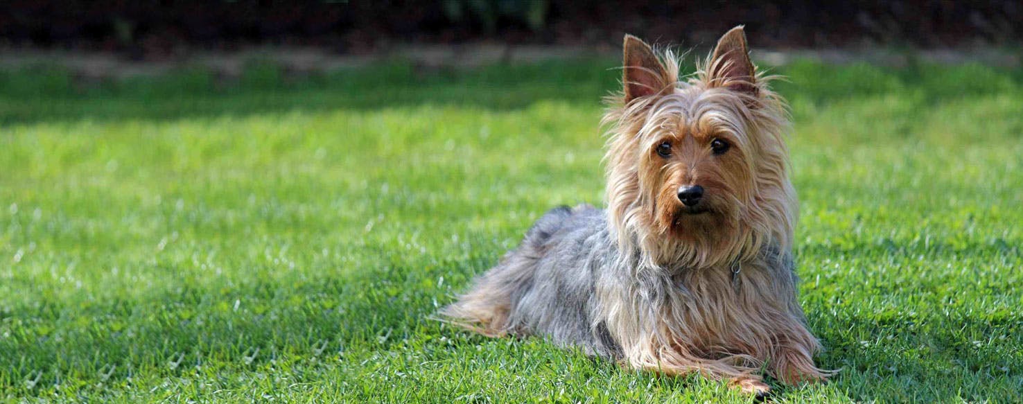 Top 5 Canis de Silky Terrier no Basil para Comprar com Segurança