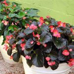 Begonia Elatior no Vaso