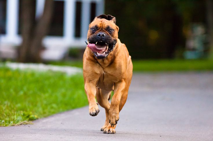 Habitat do Bullmastiff: Onde Eles Vivem e Personalidade da Raca