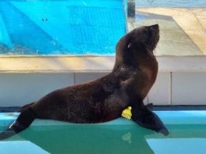 Lobo Marinho do Norte: Características, Nome Científico e Fotos