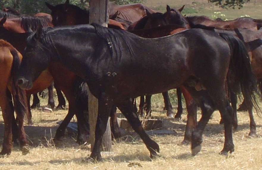Raça de Cavalo Maremmana: Características, Fotos e Historia