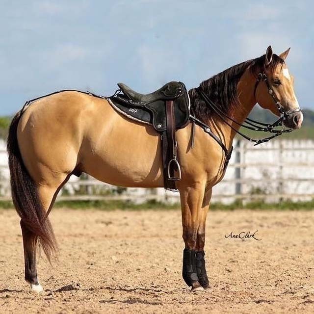 O Que É um Cavalo de Sela, de Monta ou Cavalo Andador?