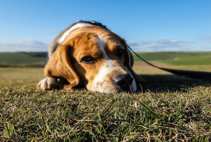 Quais os Sinais de Melhora da Cinomose?