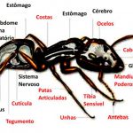 Corpo da Formiga
