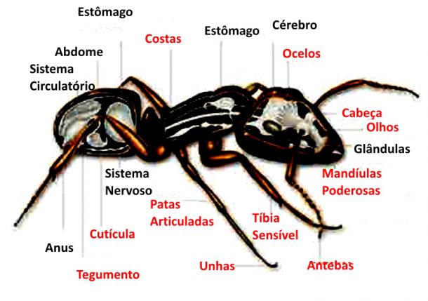 Como É O Corpo De Uma Formiga? Como Ele É Dividido? Tem Nariz?
