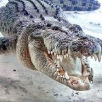 Crocodilo De Água Salgada