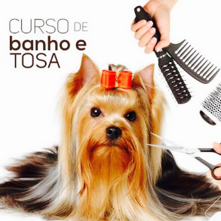 Qual o Valor de um Curso de Banho e Tosa? Onde Fazer?