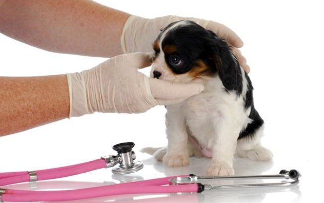 O que é Distrição Respiratória em Cães? Como é Provocada?
