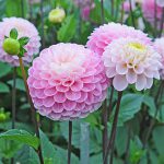 Dália Peony-Florescido