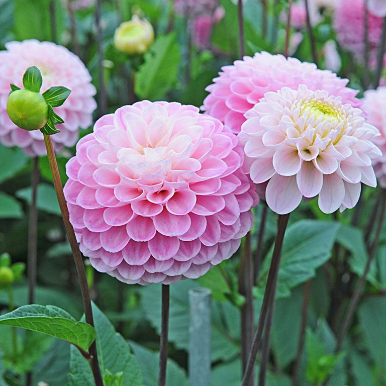 Dália Peony-Florescido