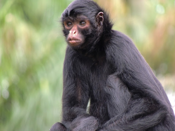 Macaco-Aranha-Preto: Características, Nome Científico e Fotos