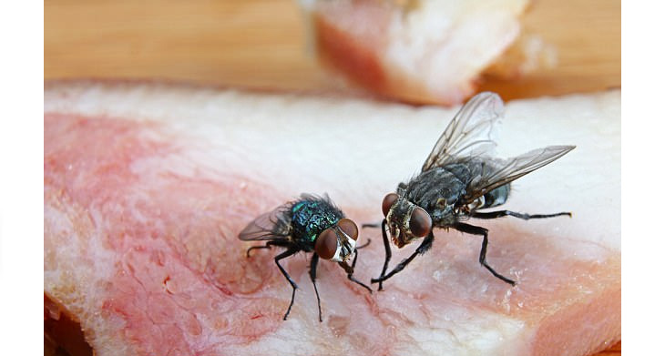 Mosca Doméstica Pequena: Curiosidades, o que Atrai e Imagens