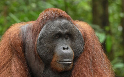 Qual Animal está Ligado ao Nome Pongo?