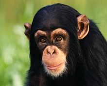 O Que Quer Dizer Primatas? O Que Isso Significa? O Que São?