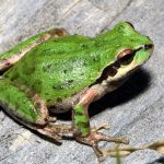Pseudacris