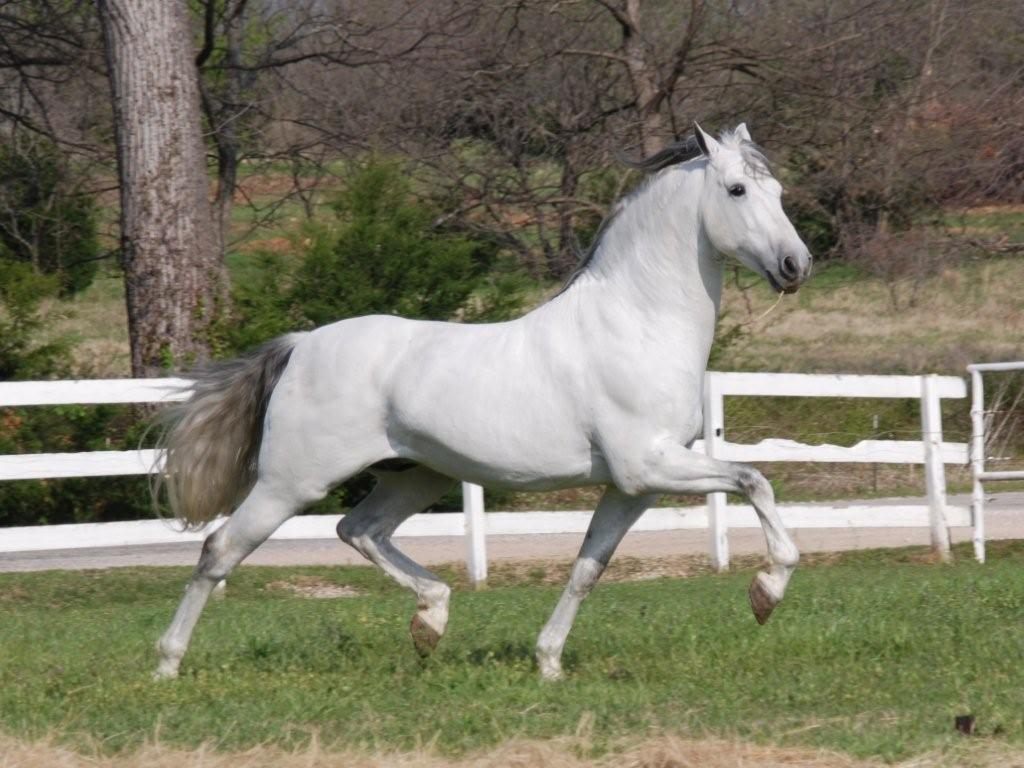 Raça de Cavalo Andaluz: Características, História e Fotos