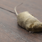 Rato Morto