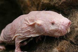 Rato Toupeiro: Características, Nome Científico, Tamanho e Fotos