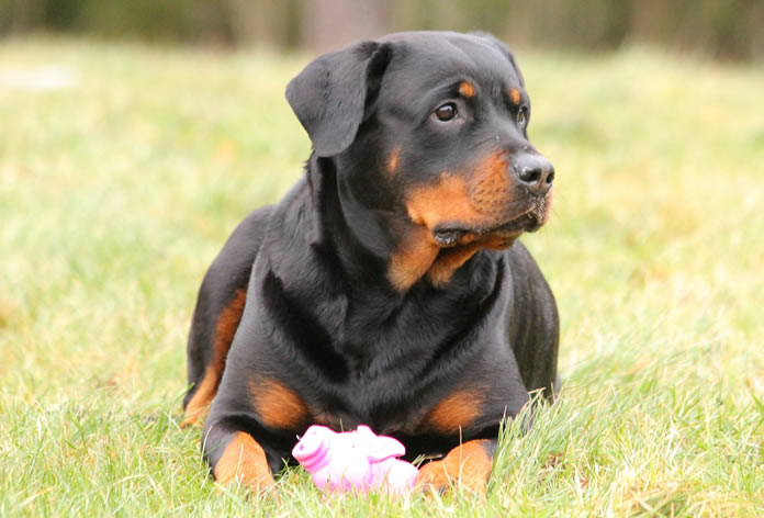 Rottweiler Preto: Características, Comportamento e Fotos