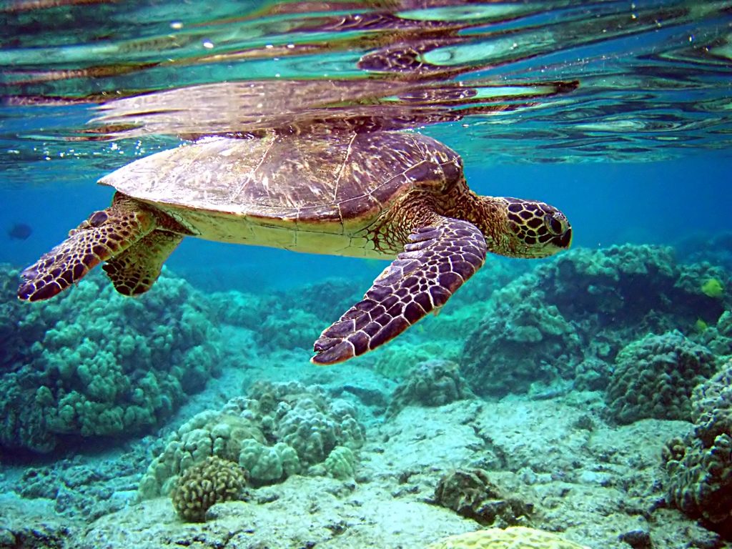 Curiosidades das Tartarugas Terrestres, Marinhas e Domésticas