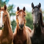Três Cavalos Puro Sangue Inglês