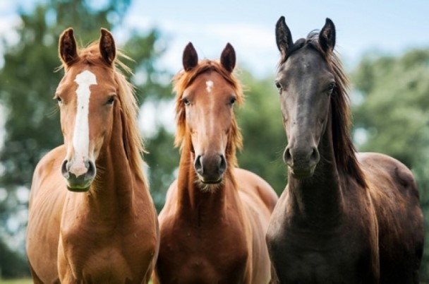 Raça De Cavalos Puro Sangue Inglês: Características E Fotos