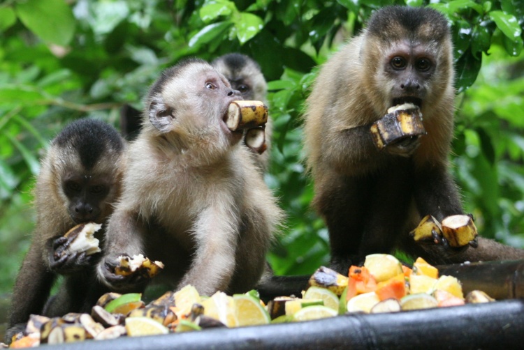 Alimentação do Macaco: O Que Eles Comem?